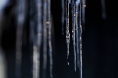 beautiful icicle in winter hokkaido