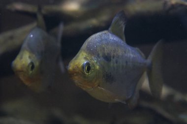 Piranha içinde belgili tanımlık akvaryum