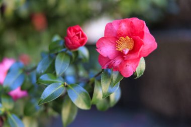 Japon bahçesinde çiçek açan şakayık.