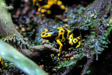 Ormanda zehirli ok forgası