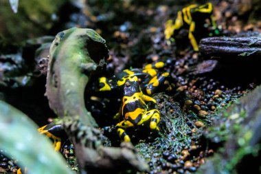 Ormanda zehirli ok forgası