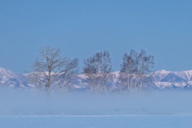 Ağaç ve kar tarlası Kış sabahı