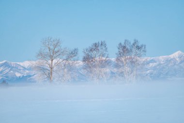 Ağaç ve kar tarlası Kış sabahı