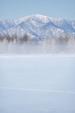 Ağaç ve kar tarlası Kış sabahı