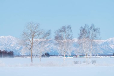 Ağaç ve kar tarlası Kış sabahı