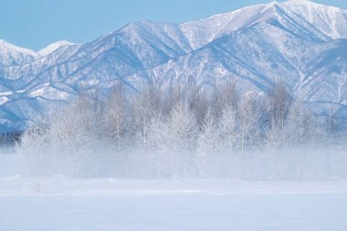 Ağaç ve kar tarlası Kış sabahı