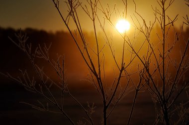 Ölü ağaç ve kışın gün doğumu