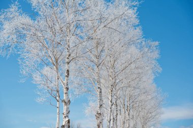 donmuş beyaz huş ağacı ve mavi gökyüzü