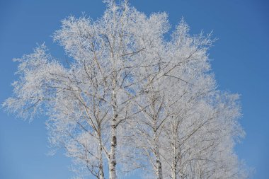 donmuş beyaz huş ağacı ve mavi gökyüzü