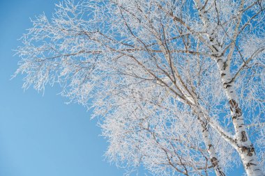 donmuş beyaz huş ağacı ve mavi gökyüzü