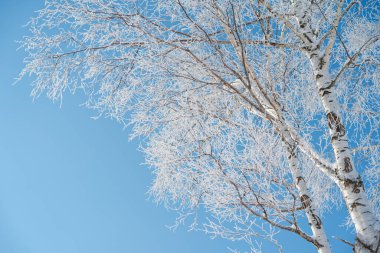 donmuş beyaz huş ağacı ve mavi gökyüzü