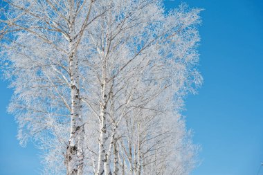 donmuş beyaz huş ağacı ve mavi gökyüzü