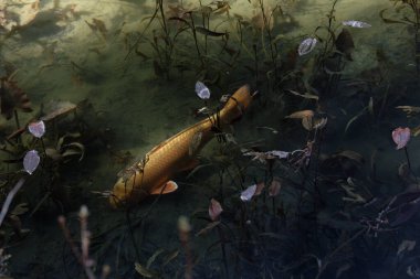 Nishikigoi sazanı gölette yüzüyor.