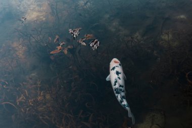 Nishikigoi sazanı gölette yüzüyor.