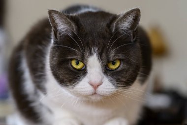 Şirin kedi sana bakıyor.