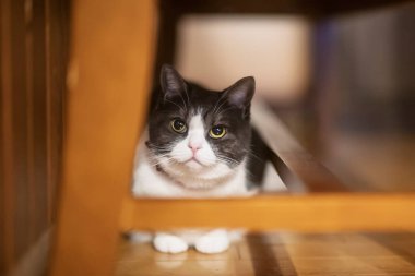 siyah ve beyaz kedi sandalyenin altında