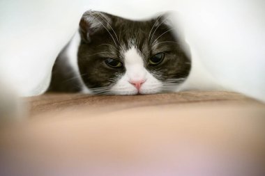 Battaniyeye sarılı kedi