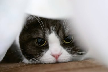 Battaniyeye sarılı kedi