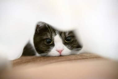 Battaniyeye sarılı kedi