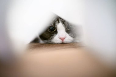 Battaniyeye sarılı kedi