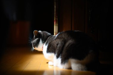 Siyah beyaz kedi ışıkta