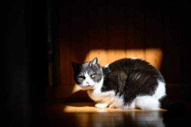 Siyah beyaz kedi ışıkta