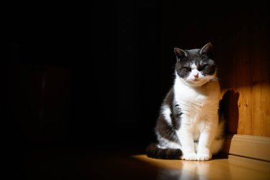 Siyah beyaz kedi ışıkta