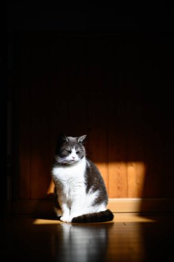 Siyah beyaz kedi ışıkta