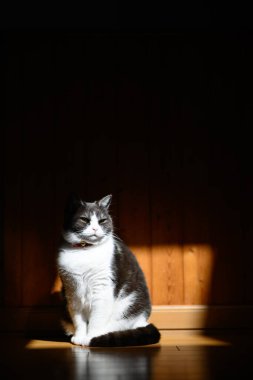 Siyah beyaz kedi ışıkta