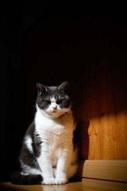 Siyah beyaz kedi ışıkta