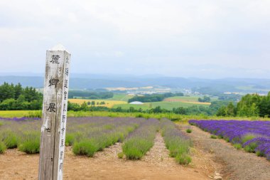 Rokugo Gözlemevi 'nden görünen lavanta alanları