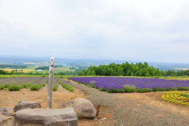 Rokugo Gözlemevi 'nden görünen lavanta alanları