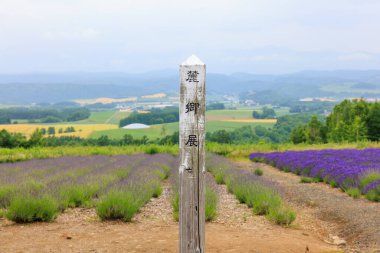 Rokugo Gözlemevi 'nden görünen lavanta alanları