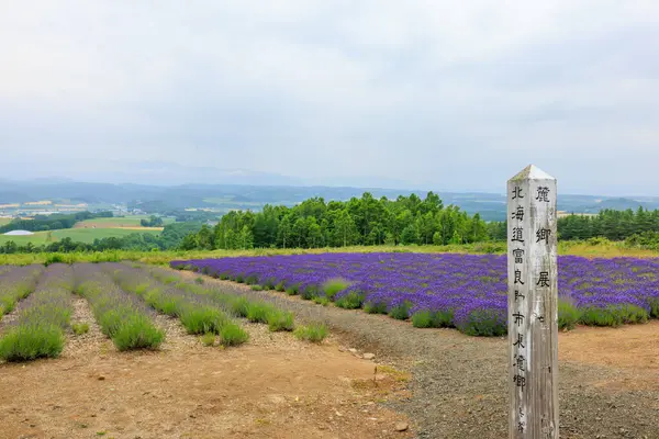 Rokugo Gözlemevi 'nden görünen lavanta alanları