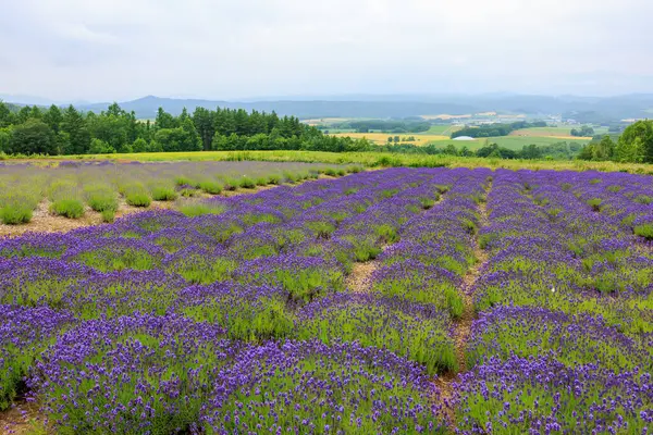 Rokugo Gözlemevi 'nden görünen lavanta alanları