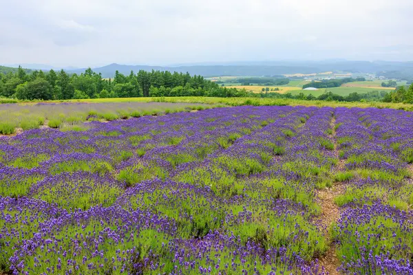 Rokugo Gözlemevi 'nden görünen lavanta alanları