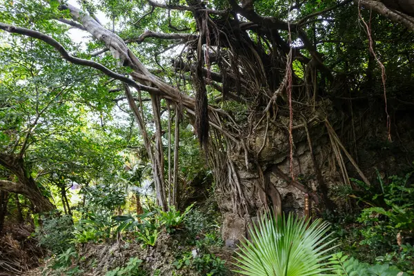 Okinawa Adası 'ndaki Banyan ağacı