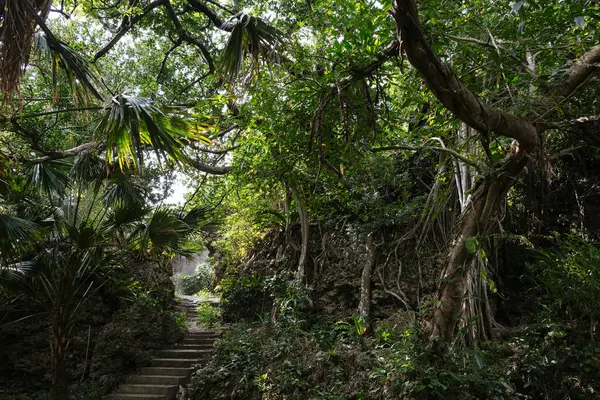 Okinawa Adası 'ndaki Banyan ağacı