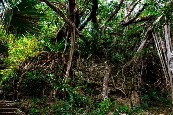 Okinawa Adası 'ndaki Banyan ağacı