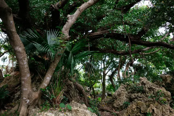 Okinawa Adası 'ndaki Banyan ağacı