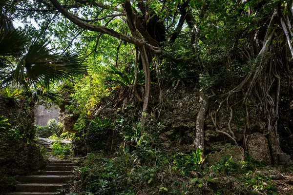 Okinawa Adası 'ndaki Banyan ağacı