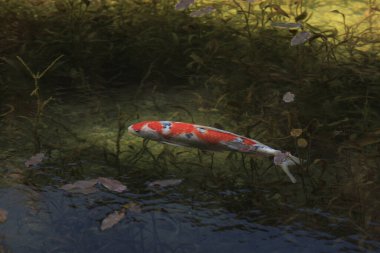 Nishikigoi sazanı gölette yüzüyor.