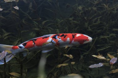 Nishikigoi sazanı gölette yüzüyor.