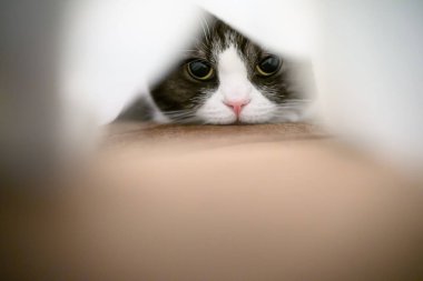 Battaniyeye sarılı kedi