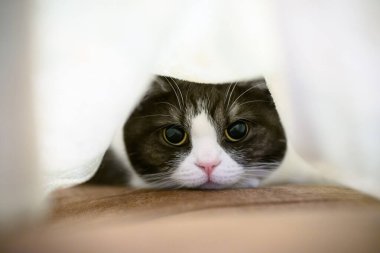 Battaniyeye sarılı kedi