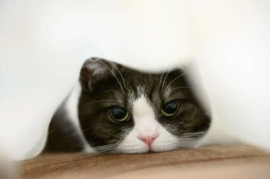 Battaniyeye sarılı kedi