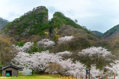Sado adasında Warito yok.