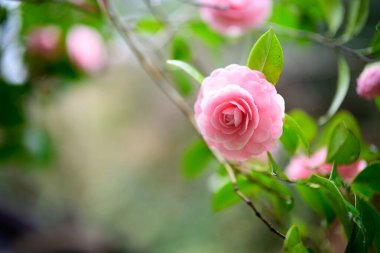 Bahar Japonya 'sında kamelya çiçeği