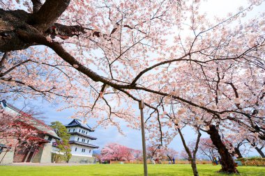 matsumae kalesi ve kiraz çiçekleri