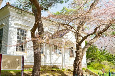 Hakodate Park 'ında kiraz çiçekleri